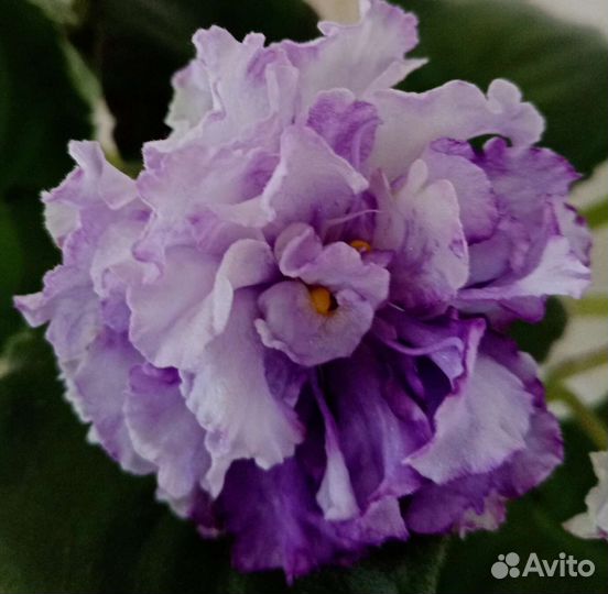 Фиалки махровые