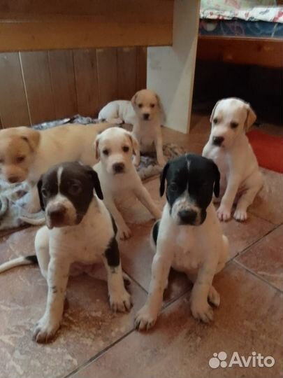 Щенки Поинтер