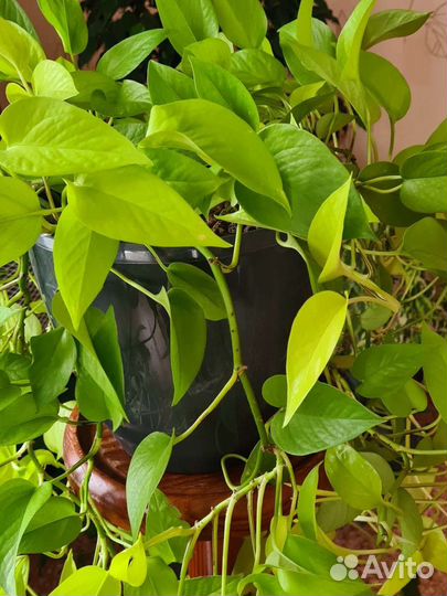 Сциндапсус пиктус, эпипремнум неон и голден квин