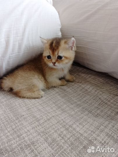 Шотландские котята золотая шиншилла