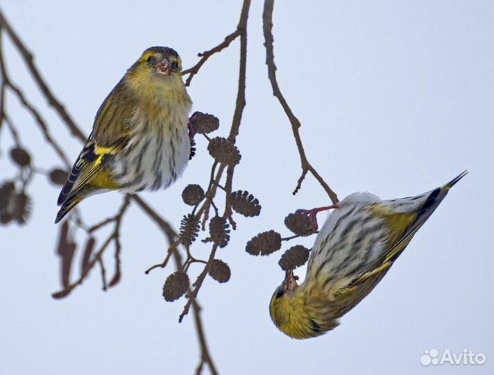 Лесные птицы