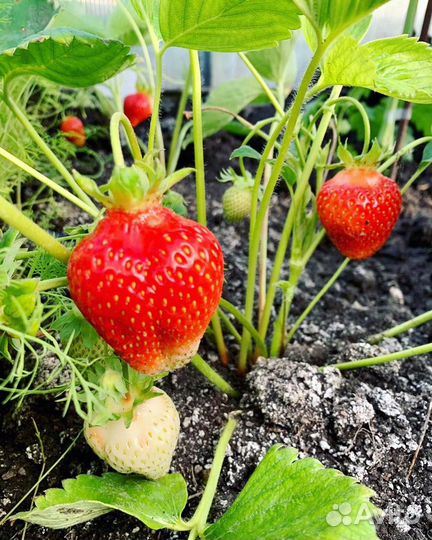 Рассада саженцы Клубники (бронь на осень )
