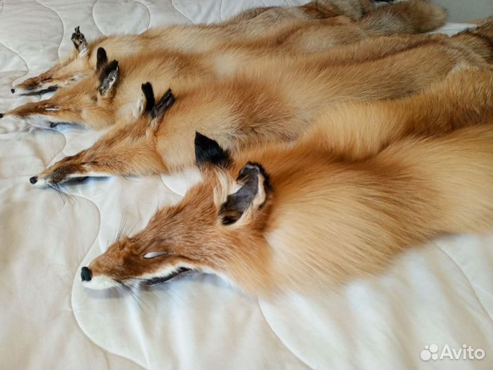 Шкура рыжей лисы