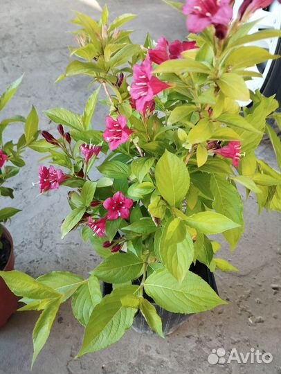 Кустарник вейгела