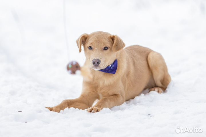 Щенок в добрые руки