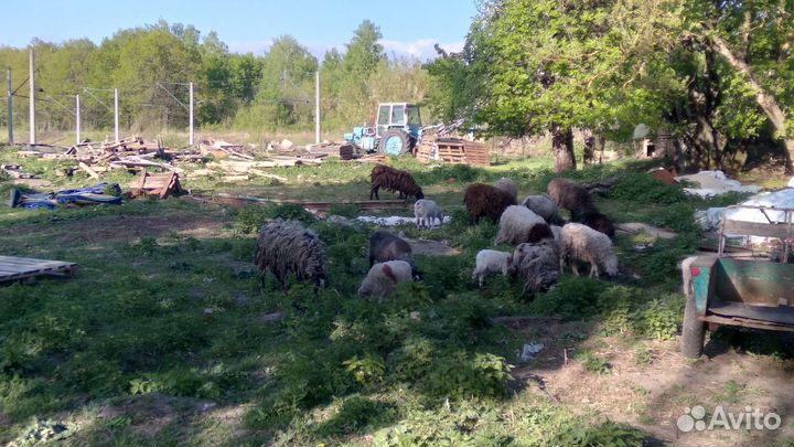 Продам овец