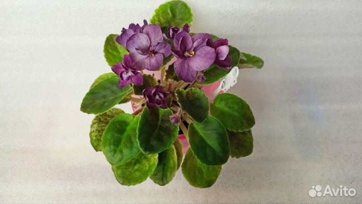 Мини Фиалки