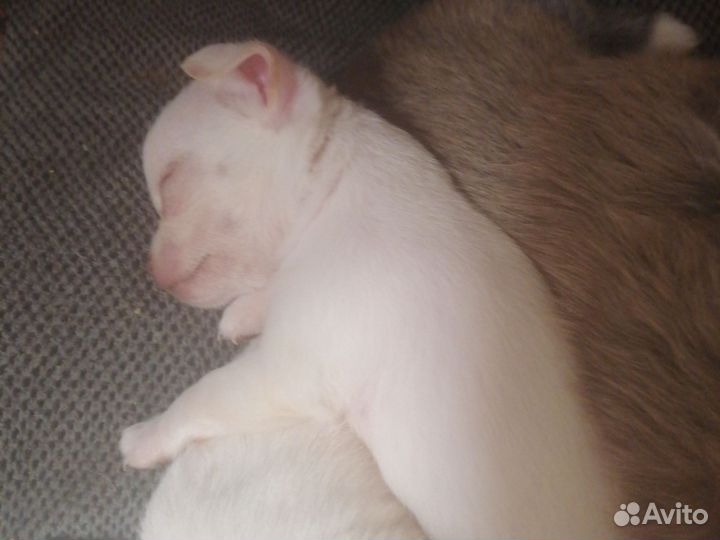 Щенки чихуахуа мини