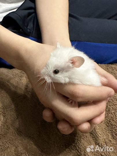 Сирийский хомяк