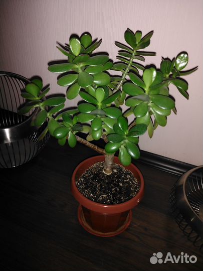 Толстянка (денежное дерево)