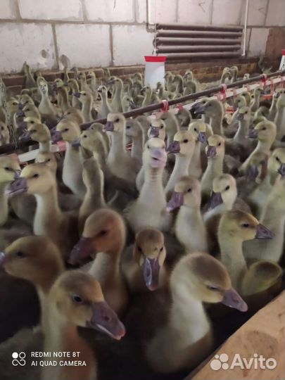 Гусята,утята, муларды