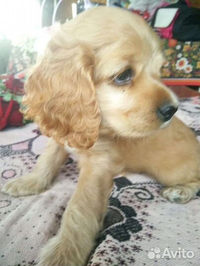 Кокер спаниель