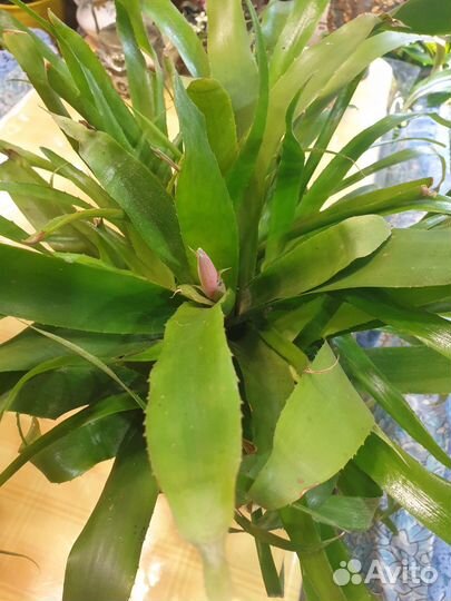 Бильбергия