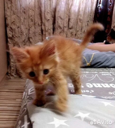 Рыжий котенок мальчик