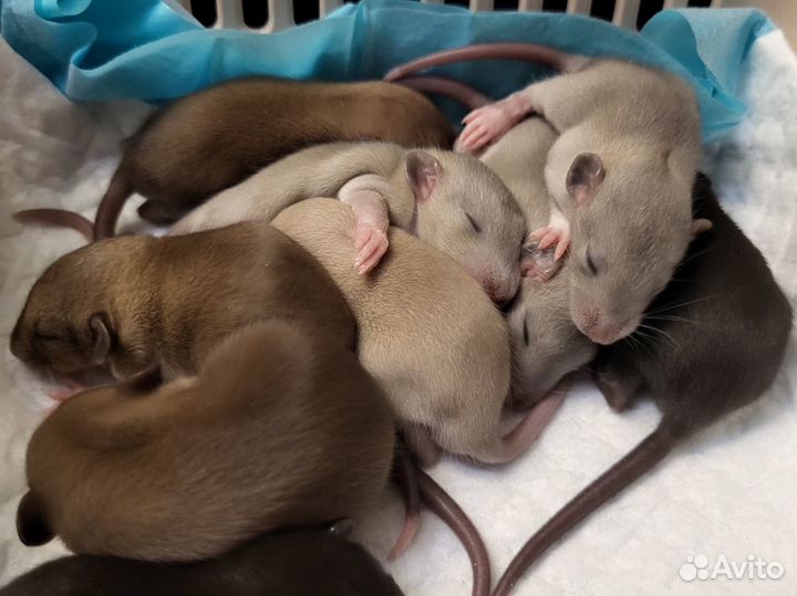 Крыса Бурмиз, Голубая крыса Дамбо, Крысята