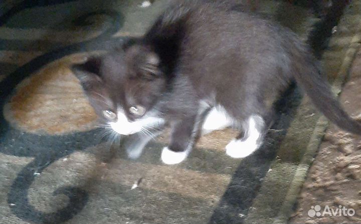 Кошки в добрые руки бесплатно