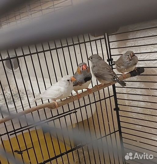 Зебровые амадины