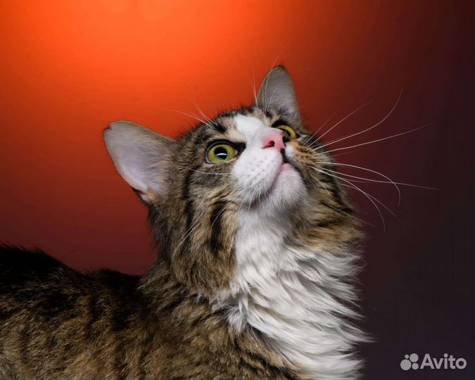 Котик ищет дом