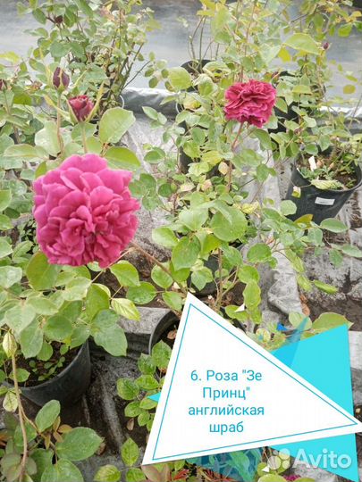 Роза саженцы от производителя