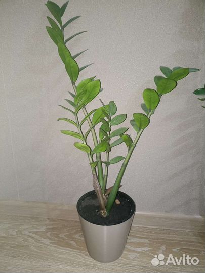 Замиокулькас