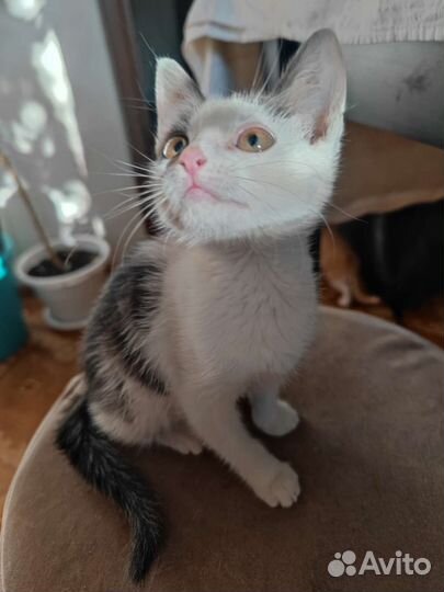 Котёнок мальчик в добрые руки
