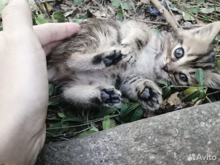 Кошка в дар бесплатно