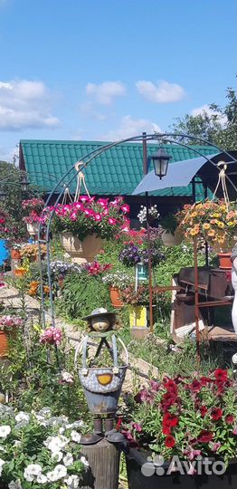 Продаю черенки петуньи, калиброхоа и тд