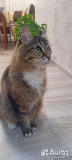 Кошка