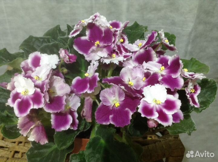 Продается сортовая фиалка