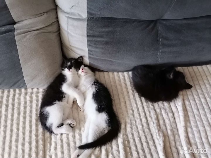 Кот и кошка