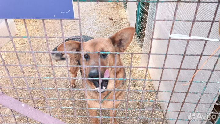 Собаки из приюта некрасовка