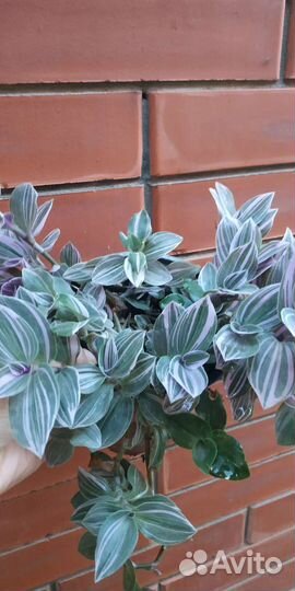 Традесканция, спатифилум, денежное дерево