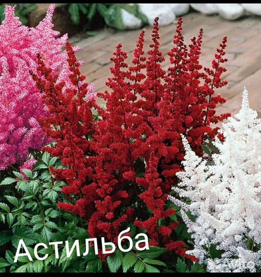 Цветы многолетние