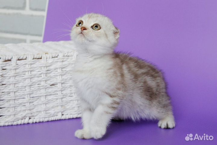 Шотландские вислоухие котята