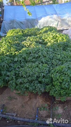 Рассада помидоры огурцы