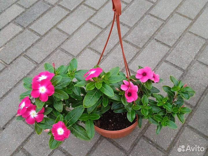 Катарантус