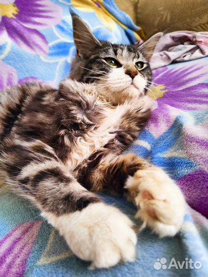 Мейн-кун Кошечка