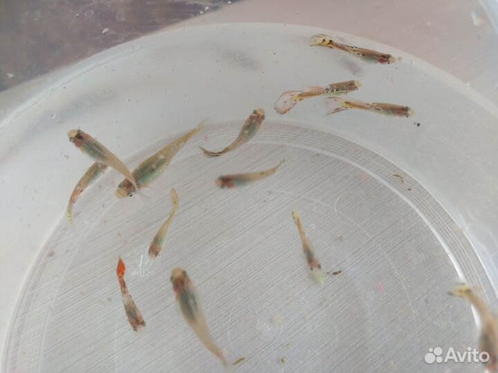 Рыбки гуппи