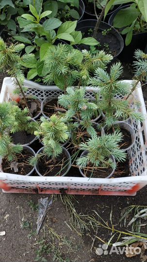 Ель голубая Глаука