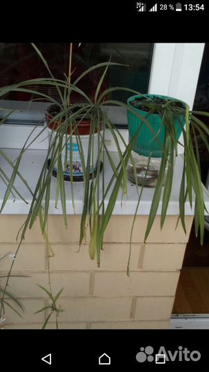 Драцена, хлорофитум, кактус