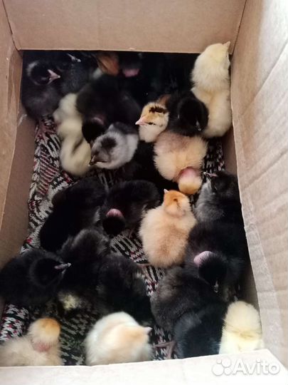 Инкубационное яйцо