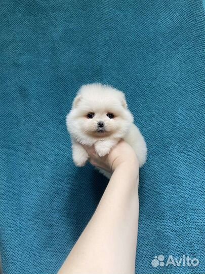 Померанский шпиц большой выбор щенков