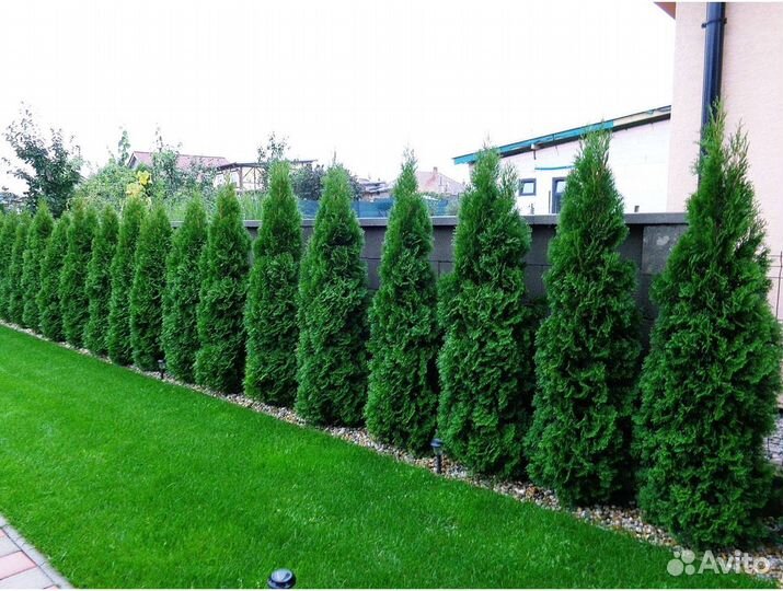 Туя смарагд