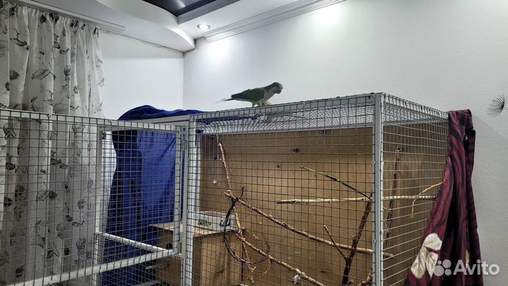 Попугаи монах