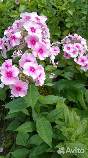 Флоксы, хризантемы, манарда, рудбекия, цветы