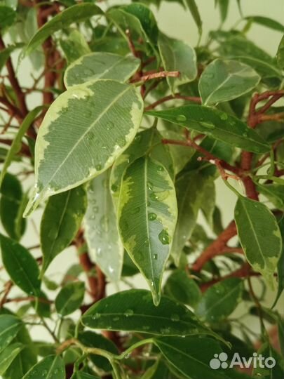 Фикус Кинки