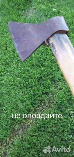 Петухи молодые