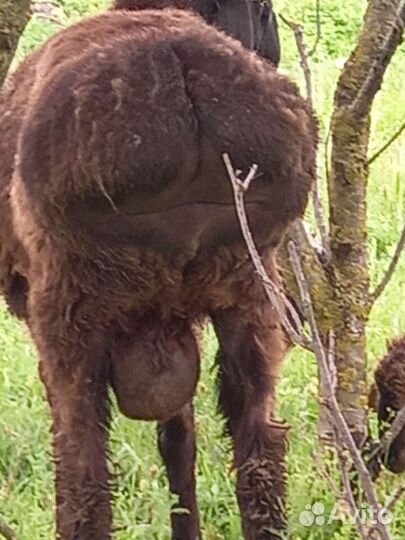 Продаю гиссара