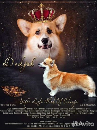 Вельштерьер корги для вязки