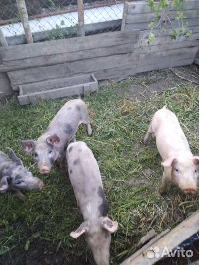 Продаются поросята породы пьетрен